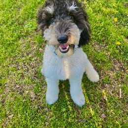 Bernedoodle and Sheepadoodle Puppies from Luvmydoodle