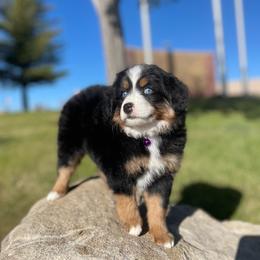 Trix - female Assorted Doodle Crosses puppy in Randolph, Utah from Dry Canyon Pups