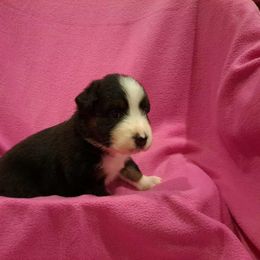 Australian Shepherd Puppies from Persimmon Creek Farm
