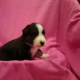 Australian Shepherd Puppies from Persimmon Creek Farm