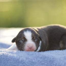 Rtf1 - Red tri-color female Miniature American Shepherd puppy in Stephenville, Texas from Diamond H Aussies