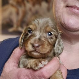 Faith - Chocolate and tan Dachshund puppy in Ethel, Washington from Mickey's Miracle Doxies