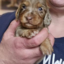 Faith - Chocolate and tan Dachshund puppy in Ethel, Washington from Mickey's Miracle Doxies