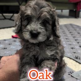 Oak - Merle male Saint Berdoodle puppy in Garland, Texas from Brewer's Doodles and French Bulldogs