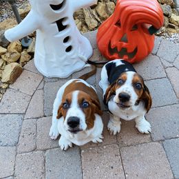 Basset Hound Puppies from Howlin Hounds