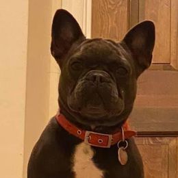Bulldogs and French Bulldogs from English and Frenchie kennels