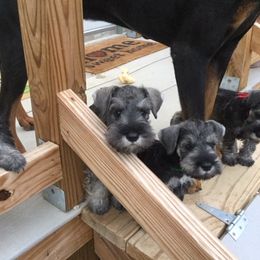 Miniature Schnauzer Puppies from Southcross Miniature Schnauzers
