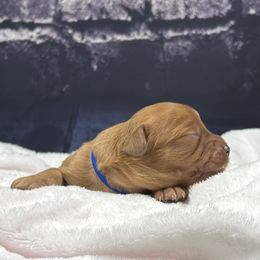 Berlioz - Red male Cavapoo puppy in Lancaster, Missouri from Cavapoo Acres