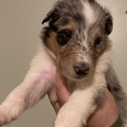 Leia - Collie puppy from Medicine Wheel Farms and Kennels