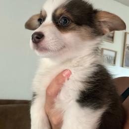 Blue miss mark with full tail - Blue female Pembroke Welsh Corgi puppy in Clarksville, Tennessee from Cooler Farms Corgis