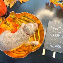 Cinnamon - Brown and white female Sheepadoodle puppy in Amherst, Ohio from Barking doodles