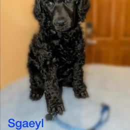 Sgaeyl - Black female Poodle puppy in Vail, Arizona from Semper Poodelis