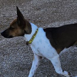 Boston Terriers and Rat Terriers from Sugar Baby Bostons