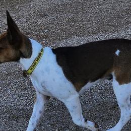 Boston Terriers and Rat Terriers from Sugar Baby Bostons