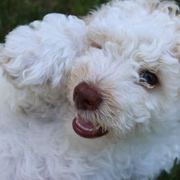 Bernedoodle Puppies from Puppy Place