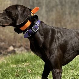 German Shorthaired Pointers from David's German Shorthaired Pointers