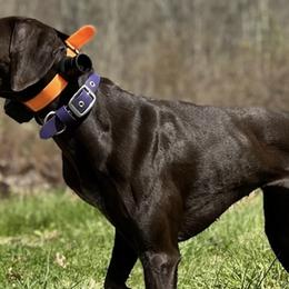 German Shorthaired Pointers from David's German Shorthaired Pointers