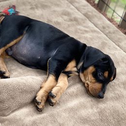 French Bulldog and German Pinscher Puppies from Dream Dior Frenchies & Chapel Heights German Pinschers