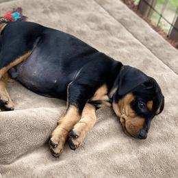French Bulldog and German Pinscher Puppies from Dream Dior Frenchies & Chapel Heights German Pinschers