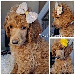 Poodle and Shih Tzu Puppies from Paws Of Beauty