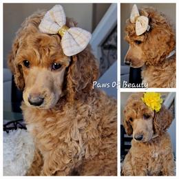Poodle and Shih Tzu Puppies from Paws Of Beauty