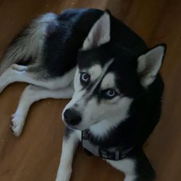 Bubby - Siberian Husky