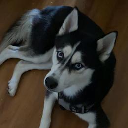 Bubby - Siberian Husky