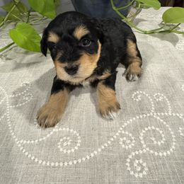 Miniature Schnauzer Puppies from Walker Miniature Schnauzers