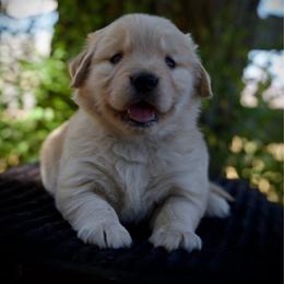 Miss Firefly - Golden female Golden Retriever puppy in Mc Arthur, California from California Golden Love