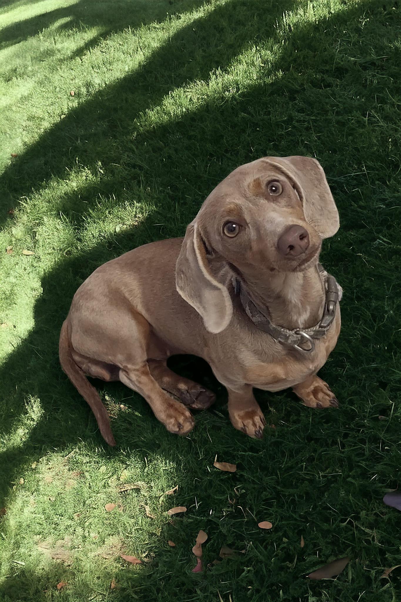 Bella