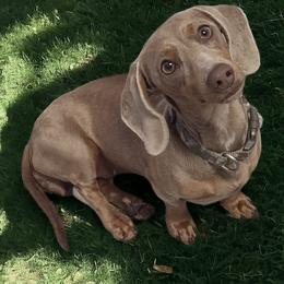 Bella - Dachshund