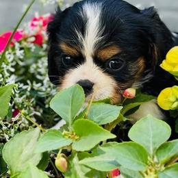 Martin - Tri-color male Cavalier King Charles Spaniel puppy in Sacramento, California from Applewood Cavaliers