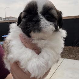 Pepper - Black gold and white female Shih Tzu puppy in Bakersfield, California from Little pumpkin Shih Tzu’s