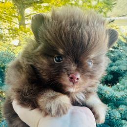 Rolo - Chocolate male Pomeranian puppy in Waterloo, Indiana from Garcias Pomeranian