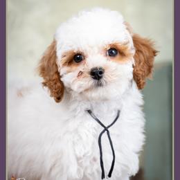 Bubba - Red and white male Cockapoo puppy in Connersville, Indiana from Deaz Doodle Ranch