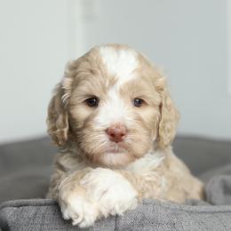 Blue - Caramel male Australian Labradoodle puppy in Williamstown, New York from Lewis Manor Labradoodles