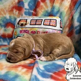 Goldendoodle Puppies from Suwanee Goldendoodles