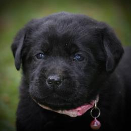 Labrador Retriever Puppies from Prebleridge Acres