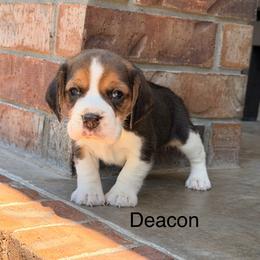 Deacon - Black tan and white male Beagle puppy in Mansfield, Missouri from Rippee Creek Kennel