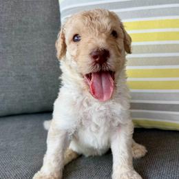 Reef - Cream male Goldendoodle puppy in Wyandotte, Oklahoma from Goldendoodles of NE OK