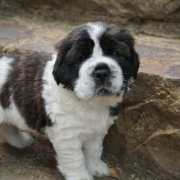 Chinese Shar-Pei, Cocker Spaniel, and Companion Cross Puppies from Mini Hippo Land