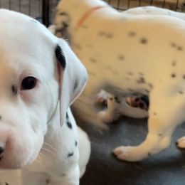 Black - Dalmatian puppy from Zydeco Dalmatians