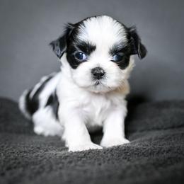 Lyra - Black and white female Shih Tzu puppy in Montrose, Colorado from Nana's Happy Pups