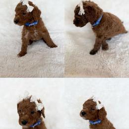 POPPY PRICE REDUCED - Apricot male Goldendoodle puppy in Independence, Oregon from ANKENY DOODLES