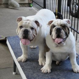 English Bulldog Puppies from Rosemary Jenner