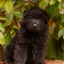 Parasaur (Para) - Black male German Shepherd puppy in Gig Harbor, Washington from Crescent Lake Shepherds