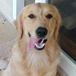 Golden Retriever All Grown Up from Weaver Dairy Goldens