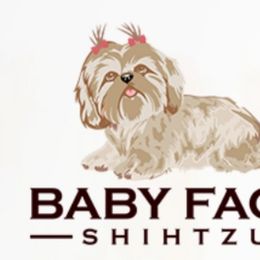 AKC Rebel - Red male Shih Tzu puppy in Greenville, South Carolina from Babyface Shih Tzu