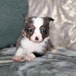 Camo - Blue merle male Toy Australian Shepherd puppy in Killen, Alabama from Wilkers Wholehearted Mini Aussies