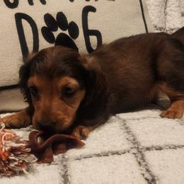 Dachshund Puppies from Darling Dachshunds